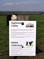 D10-087- Highland Cows.JPG